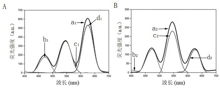 A kind of composite quantum dot coded microsphere based on natural spiny pollen and its preparation method