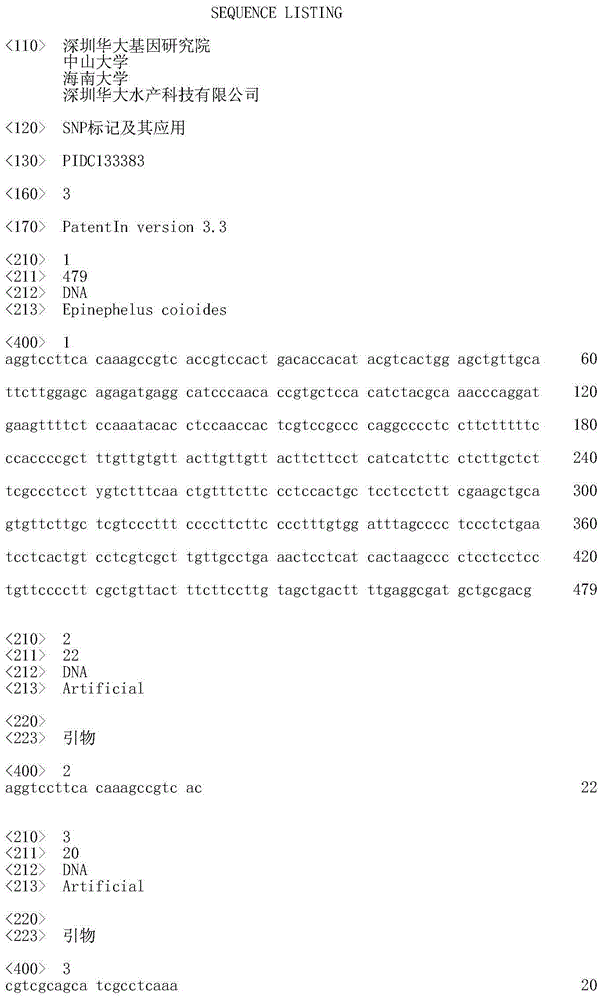 SNP (single nucleotide polymorphism) marker and application thereof