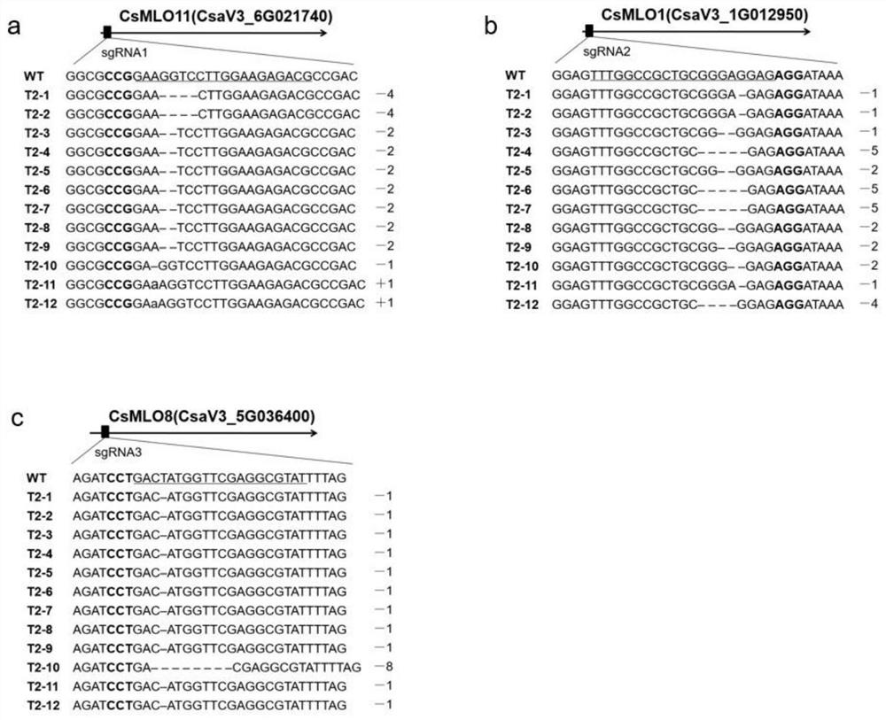 Method for obtaining cucumber germplasm material with high powdery mildew resistance through multi-gene editing