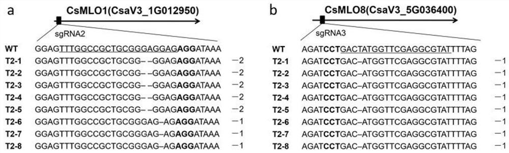 Method for obtaining cucumber germplasm material with high powdery mildew resistance through multi-gene editing