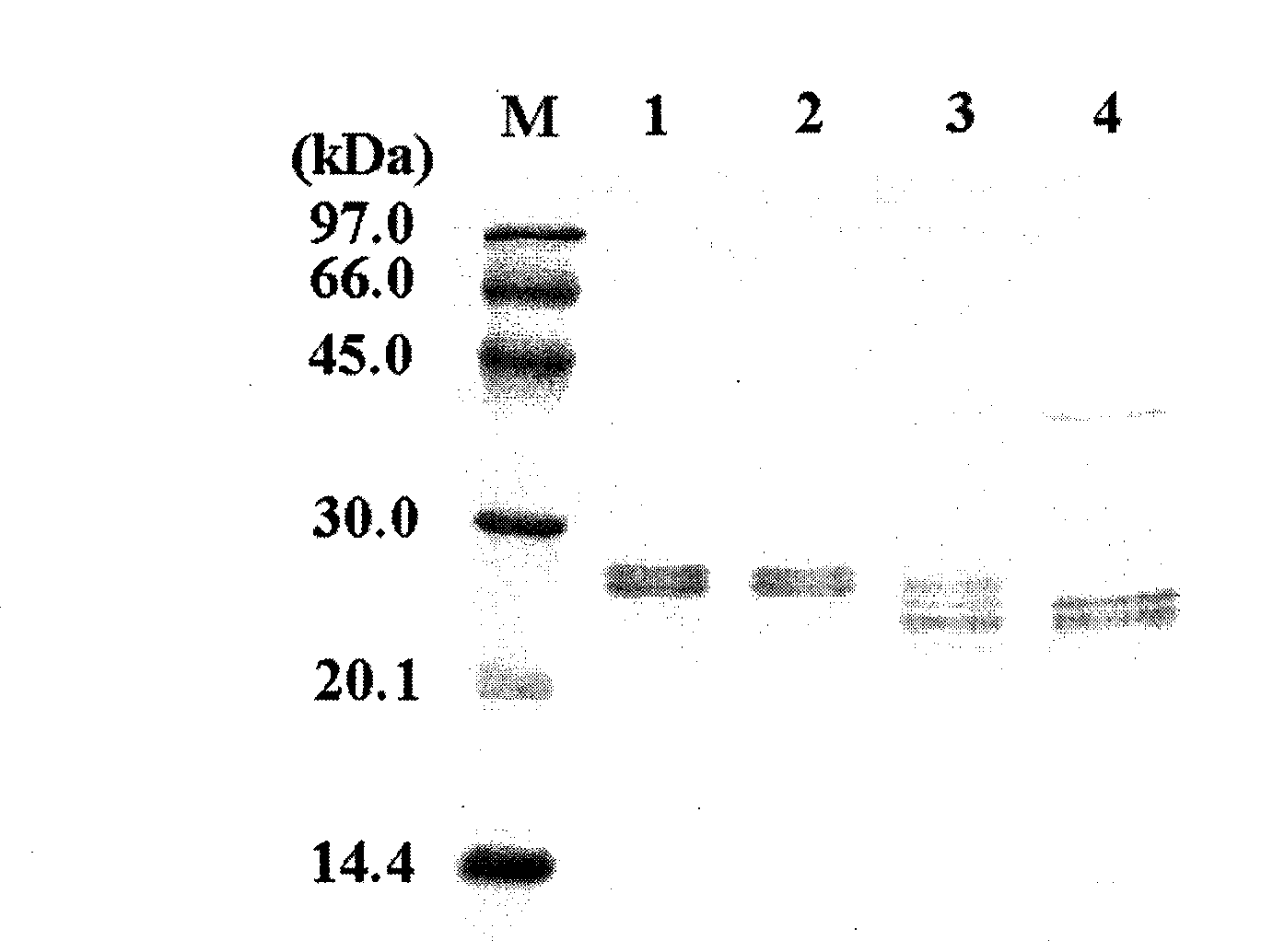 Method for keeping phytoferritin stable