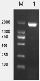 Preparation method and application of recombinant groel protein vaccine of tilapia-derived Streptococcus agalactiae