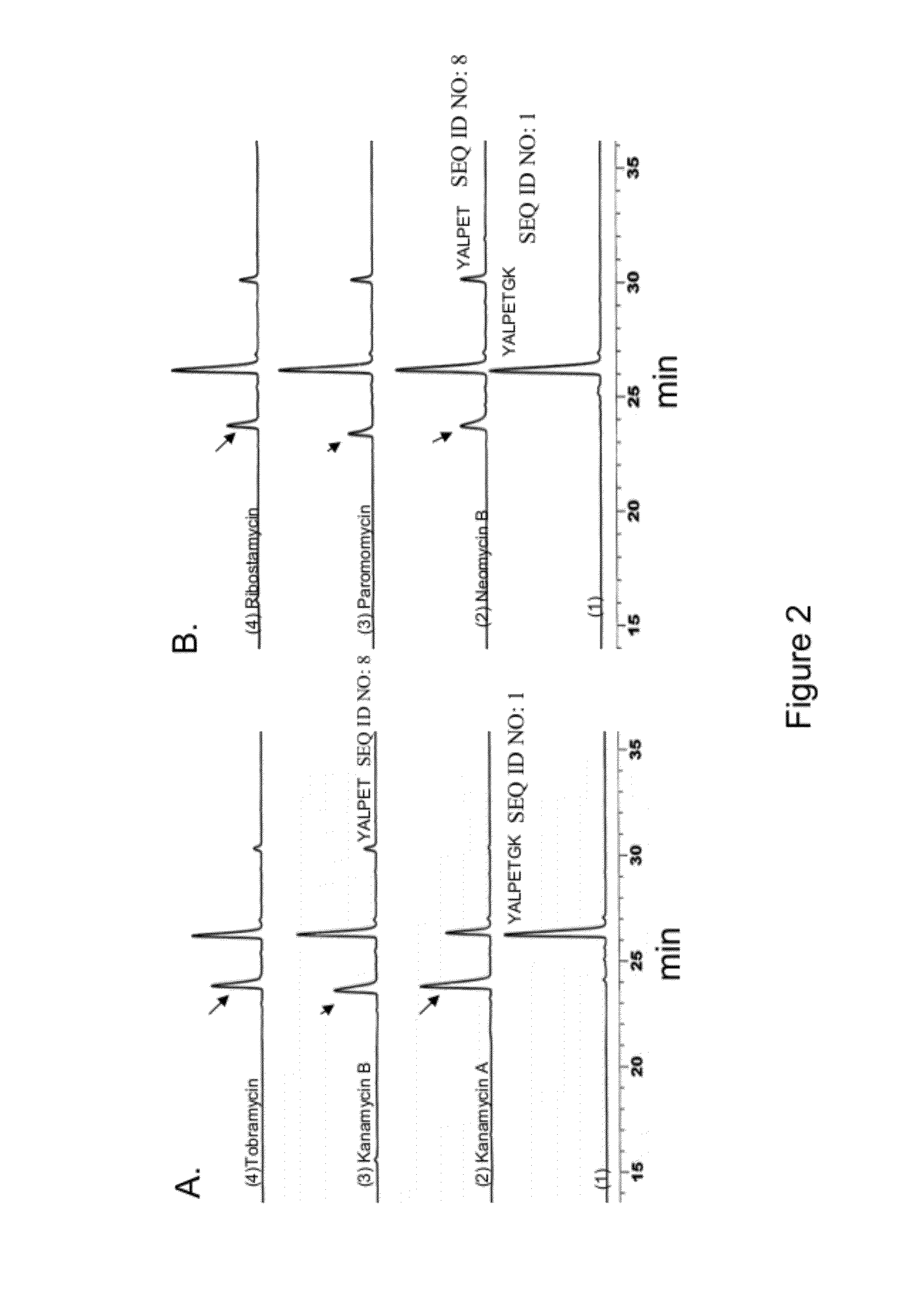 Bioconjugates as therapeutic agent and synthesis thereof