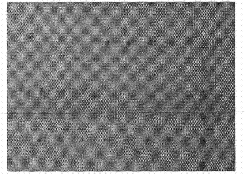 Biochip for detecting drug resistant genes of helicobacter pylori clarithromycin and preparation method and application thereof