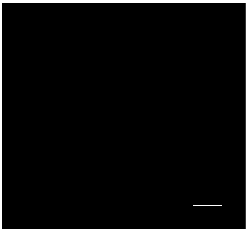 Method for Cultivating Maize-Tribograss Monosomy Addition Line Using Maize Allopolyploid