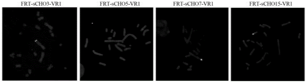 Reconstruction and application of targeted site-specific integrated CHO cell line