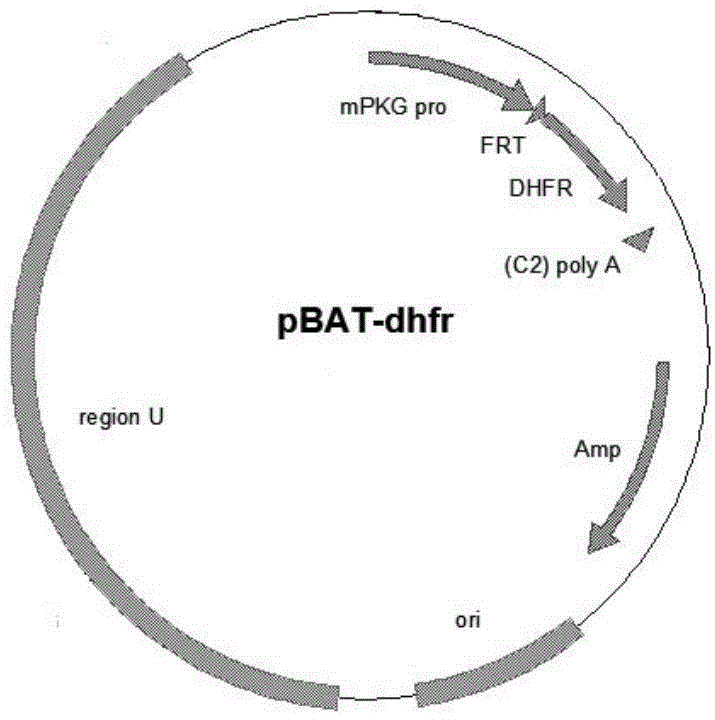 Reconstruction and application of targeted site-specific integrated CHO cell line