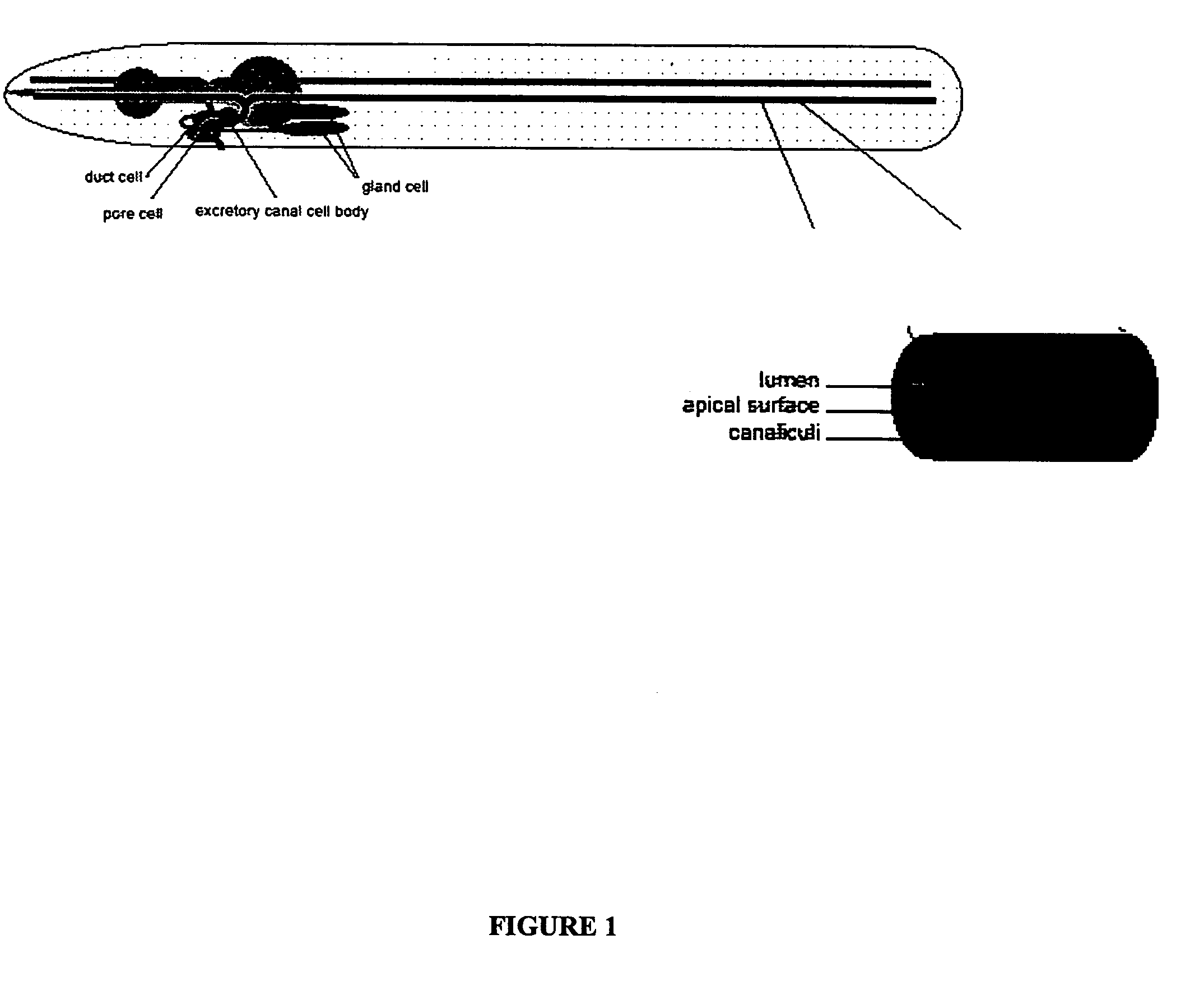 Method of screening for agents inhibiting chloride intracellular channels