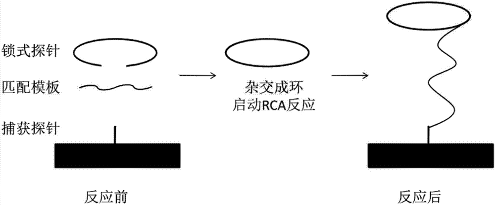 Rolling circle amplification-terahertz metamaterial biosensor and method for rapid detection of multidrug-resistant Mycobacterium tuberculosis