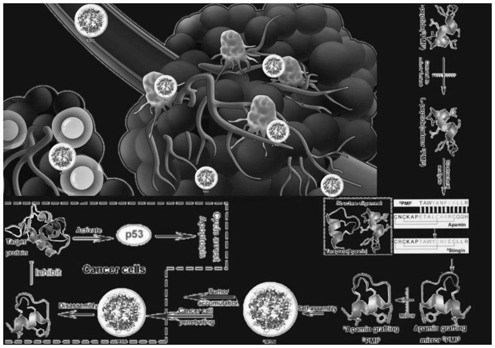 A kind of polypeptide and its synthesis method