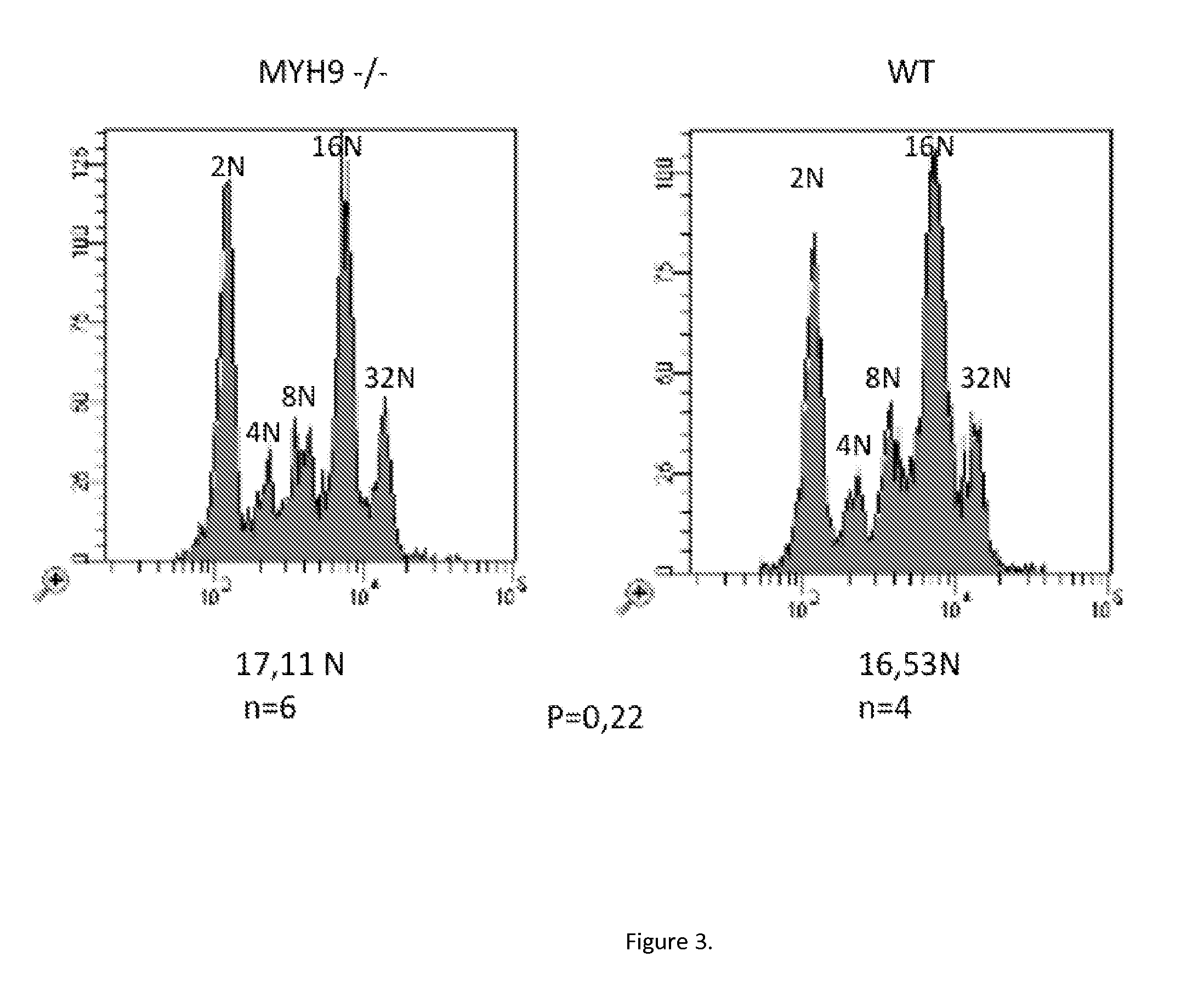 Myh10 as a new marker of pathologies resulting from runx1 inactivation