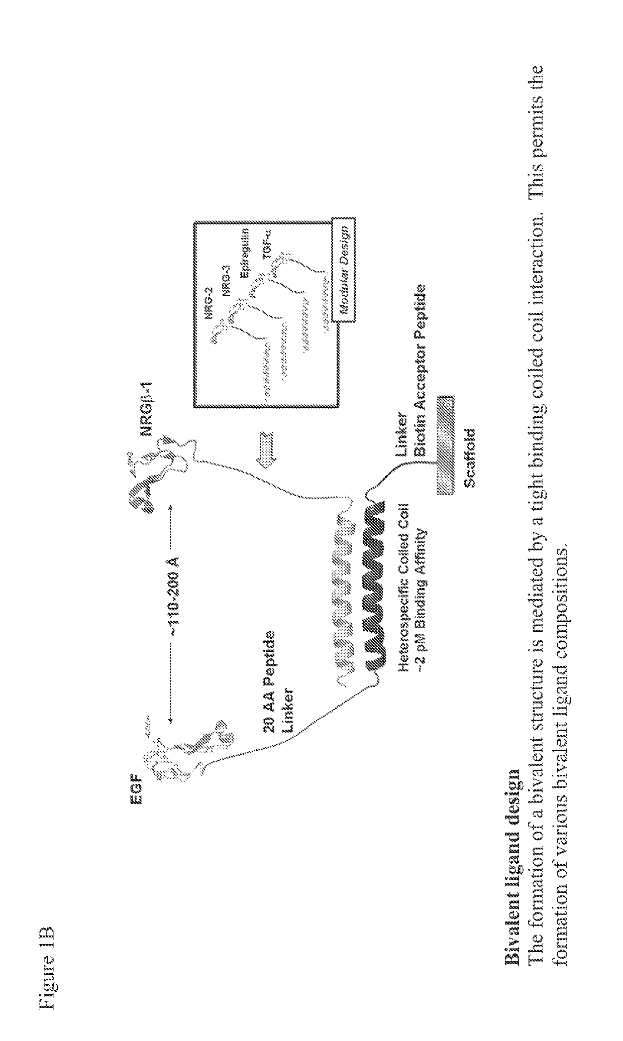 Tricalcium phosphate binding peptides and uses thereof