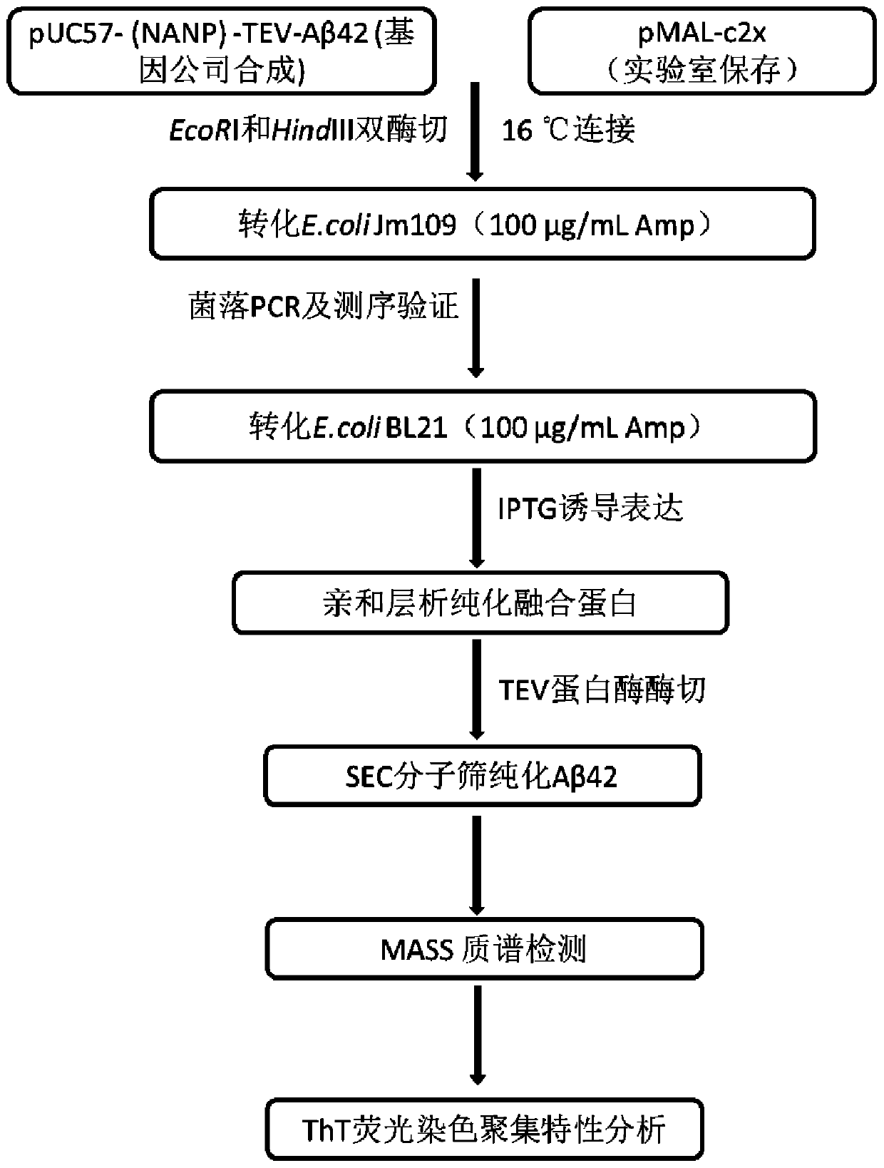 Efficient Soluble Expression and Purification of Aβ42 in Escherichia coli