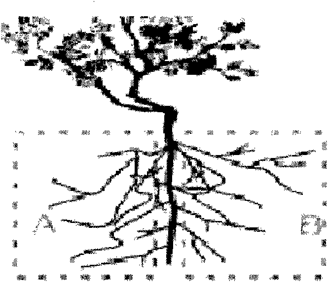 Method for harvesting Paeonia ostii roots in batches