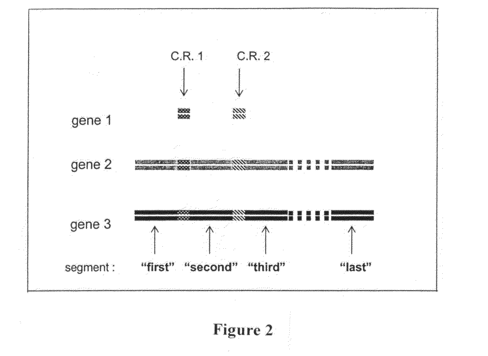 Libraries of recombinant chimeric proteins