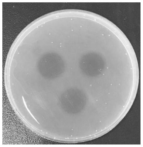 Agrocybe cylindracea plasmin and preparation method thereof