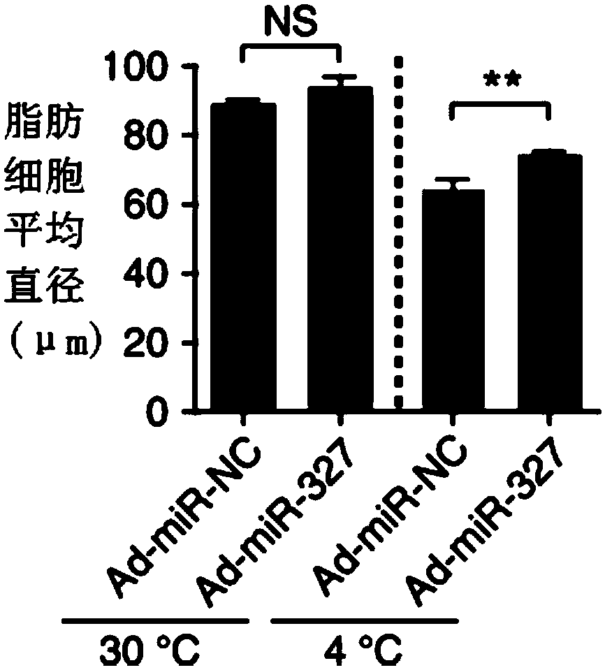 Application of miR-327 inhibitor and/or FGF10 accelerant to medicine for preventing and/or treating fat metabolism syndromes