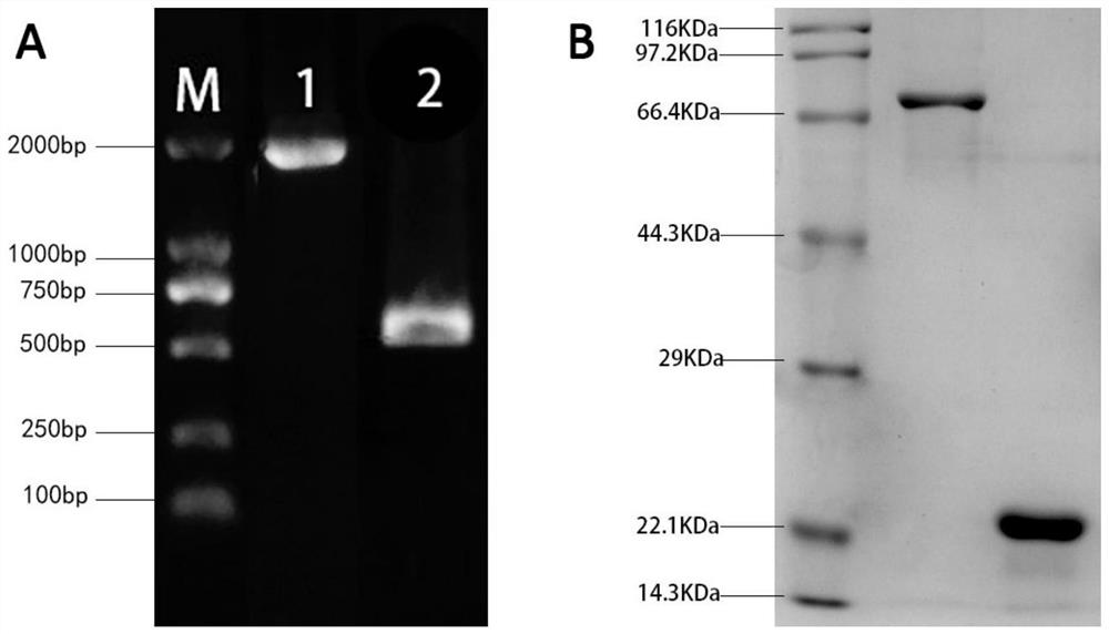 Application of Streptococcus pneumoniae protein in resisting Streptococcus pneumoniae infection