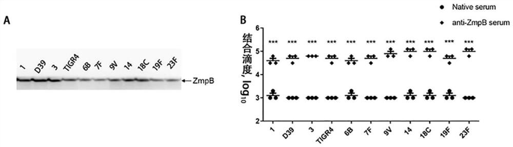 Application of Streptococcus pneumoniae protein in resisting Streptococcus pneumoniae infection