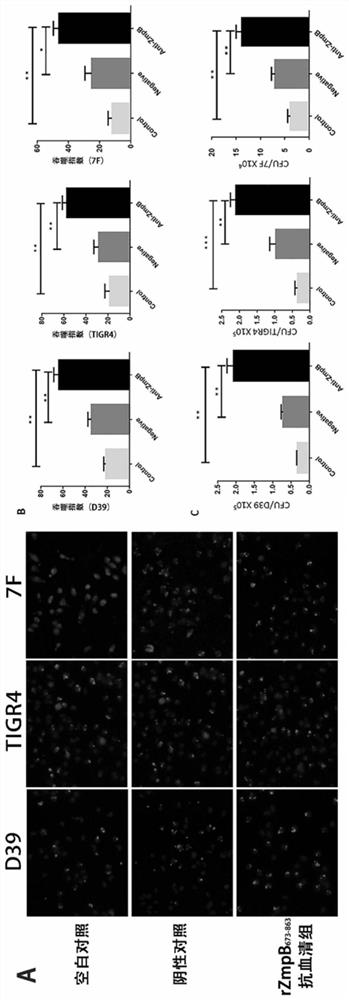 Application of Streptococcus pneumoniae protein in resisting Streptococcus pneumoniae infection