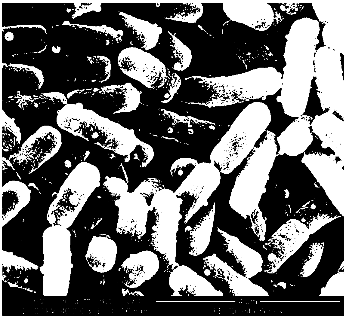 Degrading bacterium capable of efficiently degrading malachite green drug and application thereof