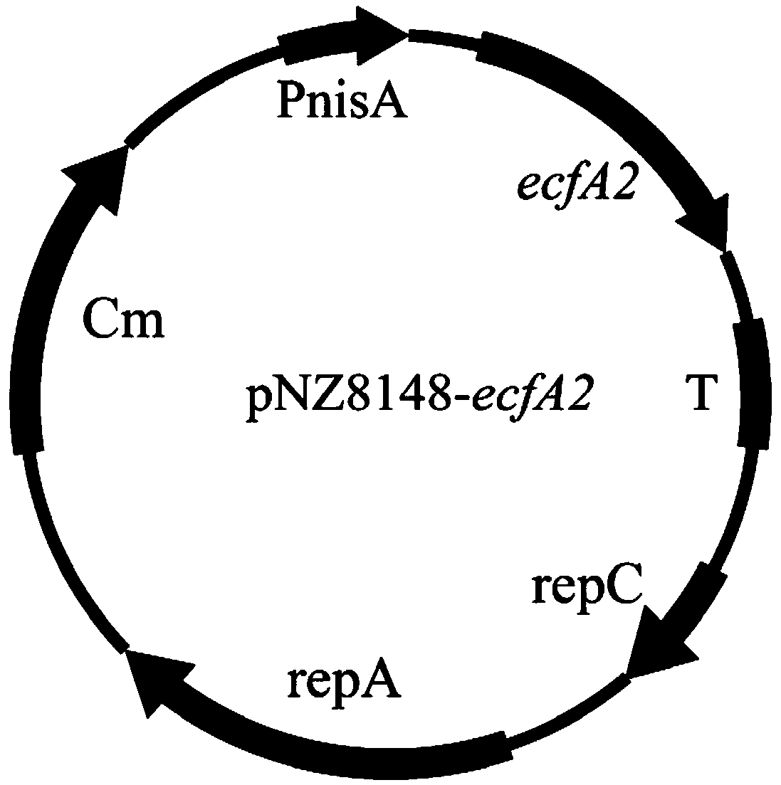 Lactobacillus engineered bacterium with improved acid stress resistance and application thereof