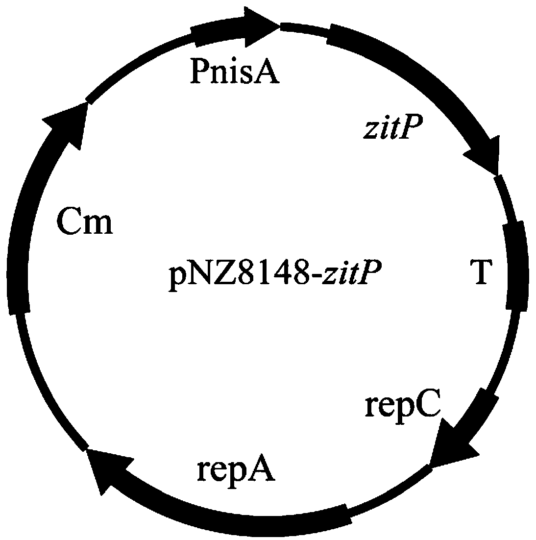 Lactobacillus engineered bacterium with improved acid stress resistance and application thereof