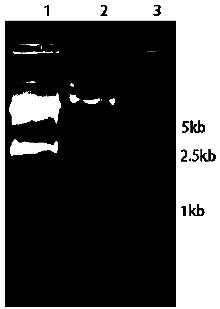 Chimeric antigen receptor and use thereof