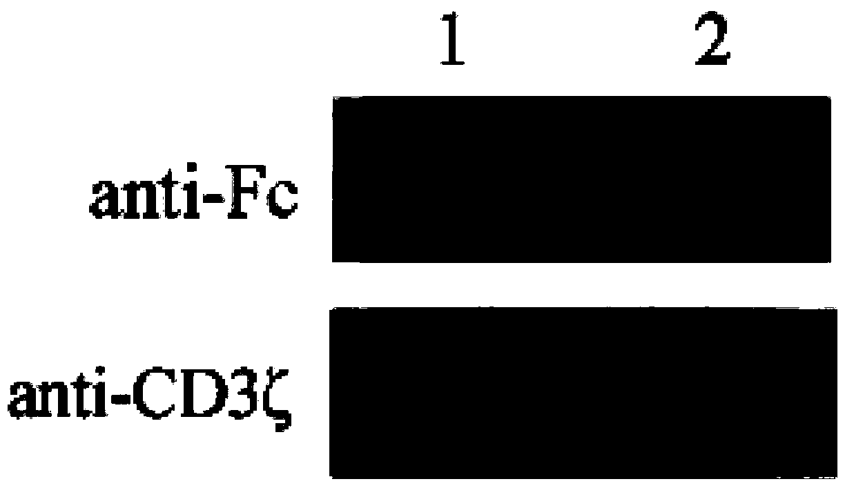 Chimeric antigen receptor and use thereof