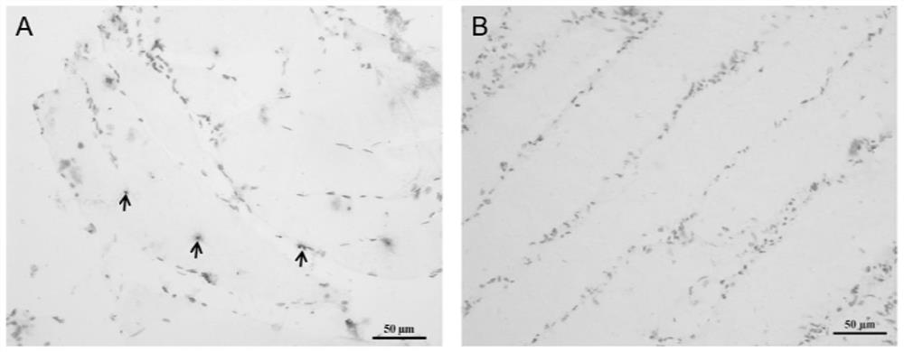 In situ hybridization probe primers, probes and localization methods of Xu's flat scorpion muscle satellite cells