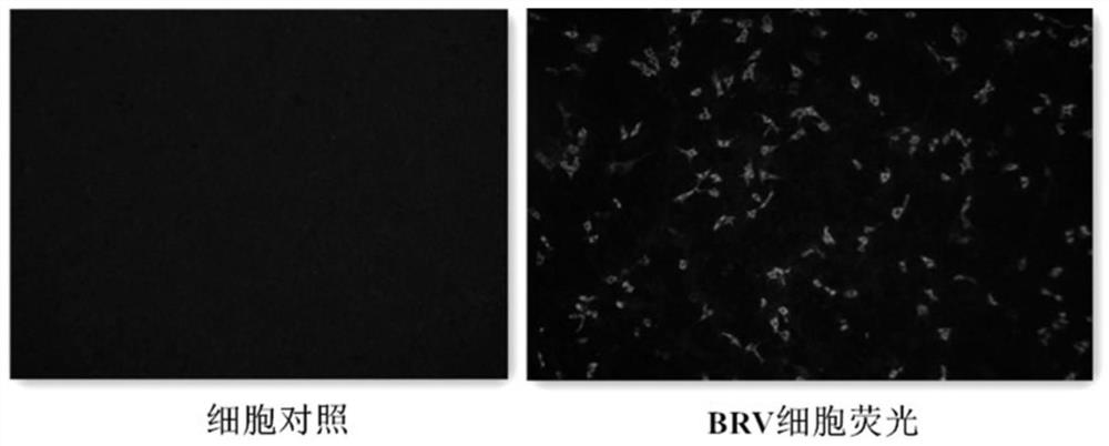 BRV serum neutralizing antibody titer level detection method based on IFA