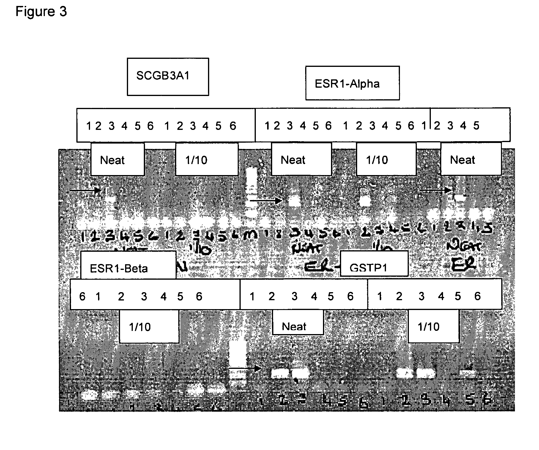 Methods for genome amplification