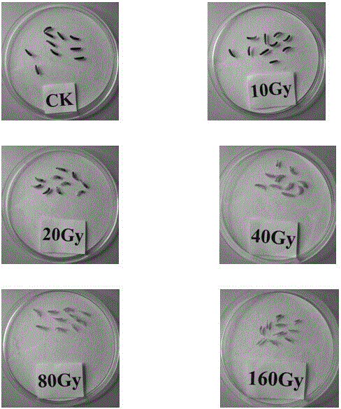 Technical method for identifying whether oriental fruit flies are irradiated or not