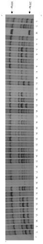 Serial molecular markers and application thereof to pre-harvest sprouting gene molecular markers