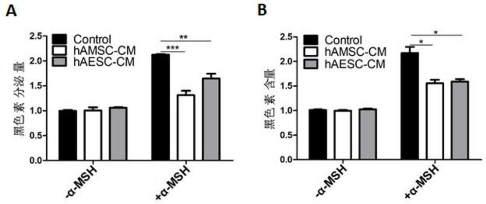 Preparation method and application of human amniotic stem cell culture