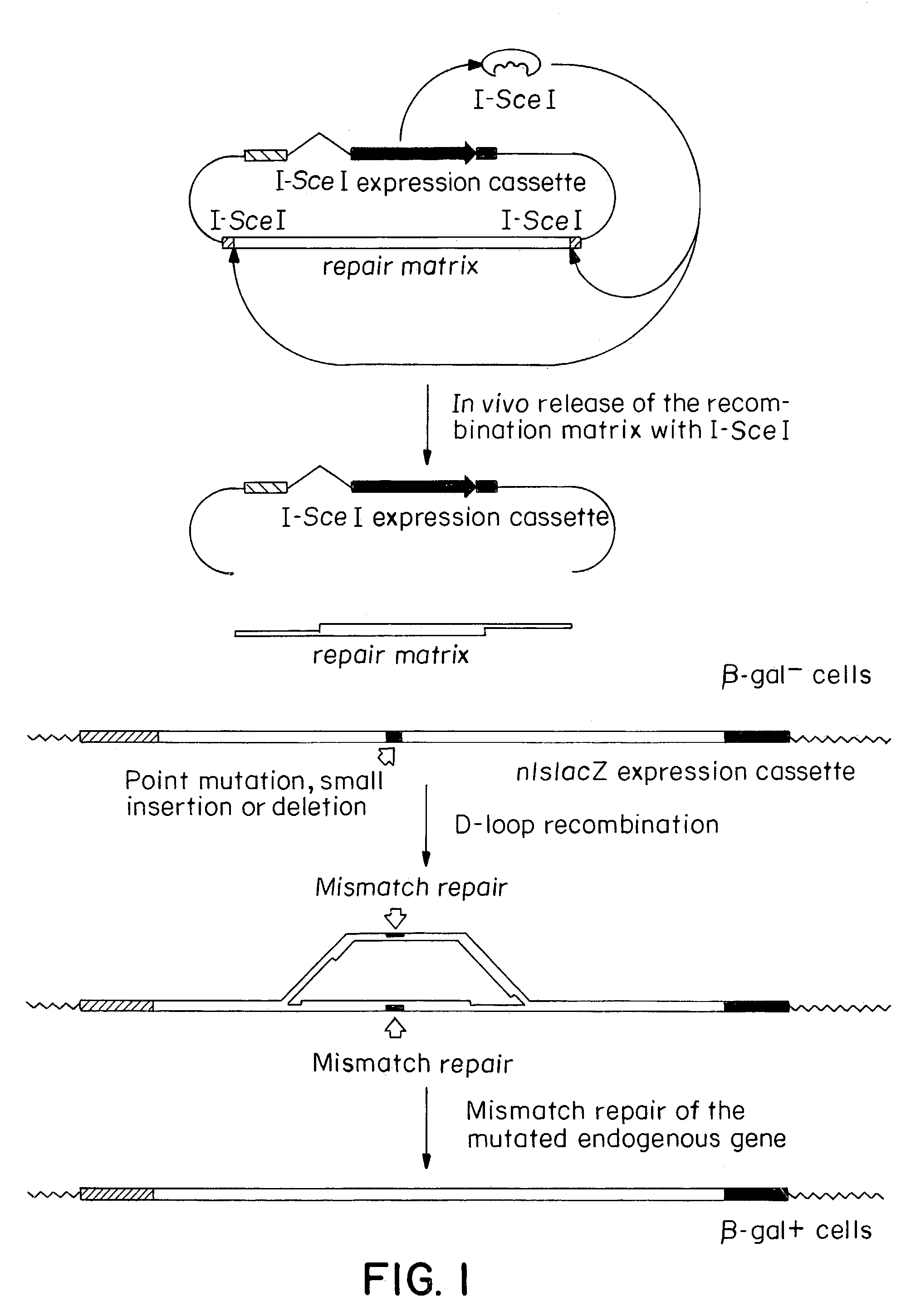 Gene repair involving in vivo excision of targeting DNA