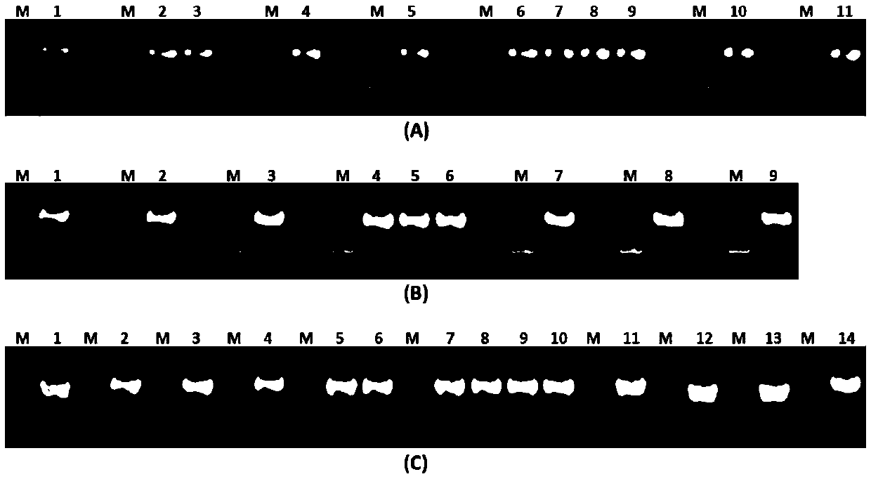 Methyltransferase and application thereof