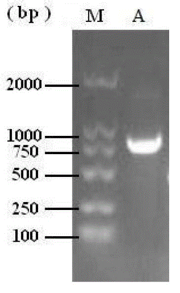 Cordyceps sinensis hirsutella sinensis purine anabolism enzyme, gene thereof, and application thereof