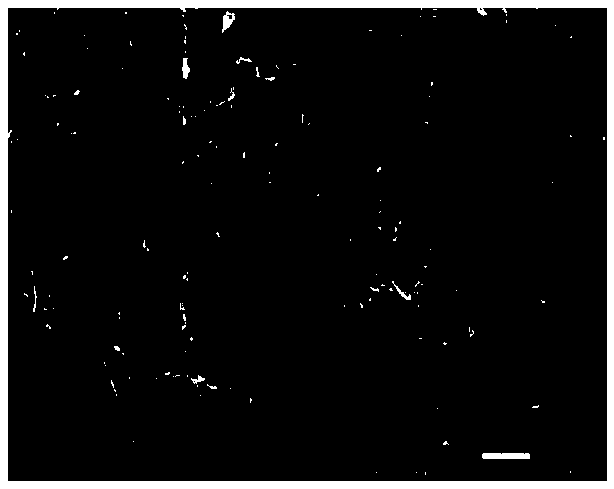 Preparation method of SiC reaction modified PP (polypropylene) thermal conductive composite material