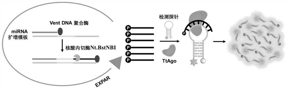 MicroRNA detection system and method based on exponential amplification reaction and Argonaute nuclease