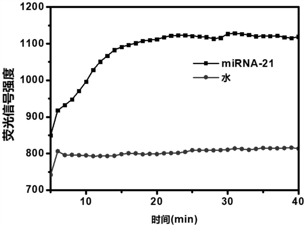 MicroRNA detection system and method based on exponential amplification reaction and Argonaute nuclease