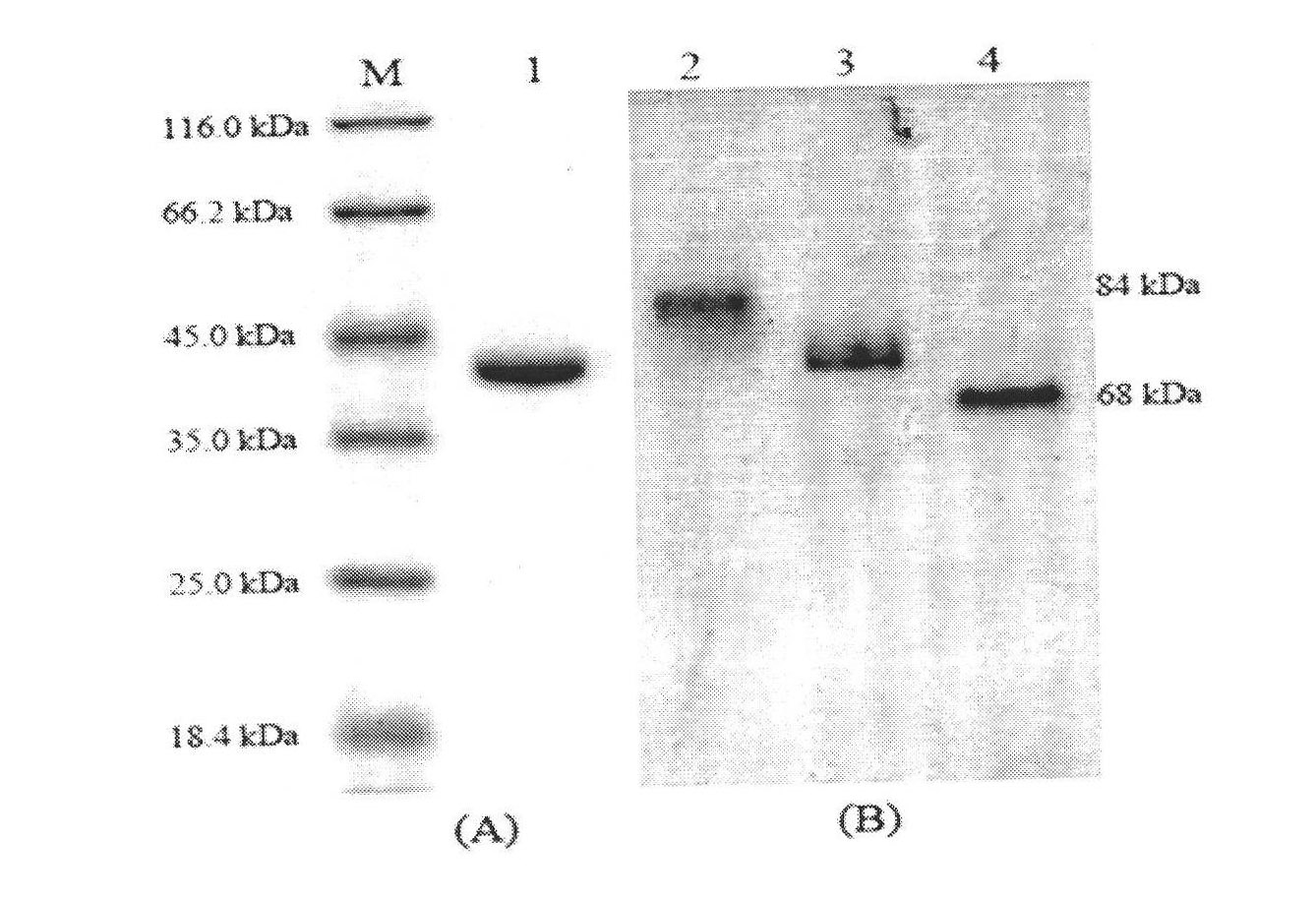 (2R, 3R)-2,3-butanediol dehydrogenase and coding gene and application thereof