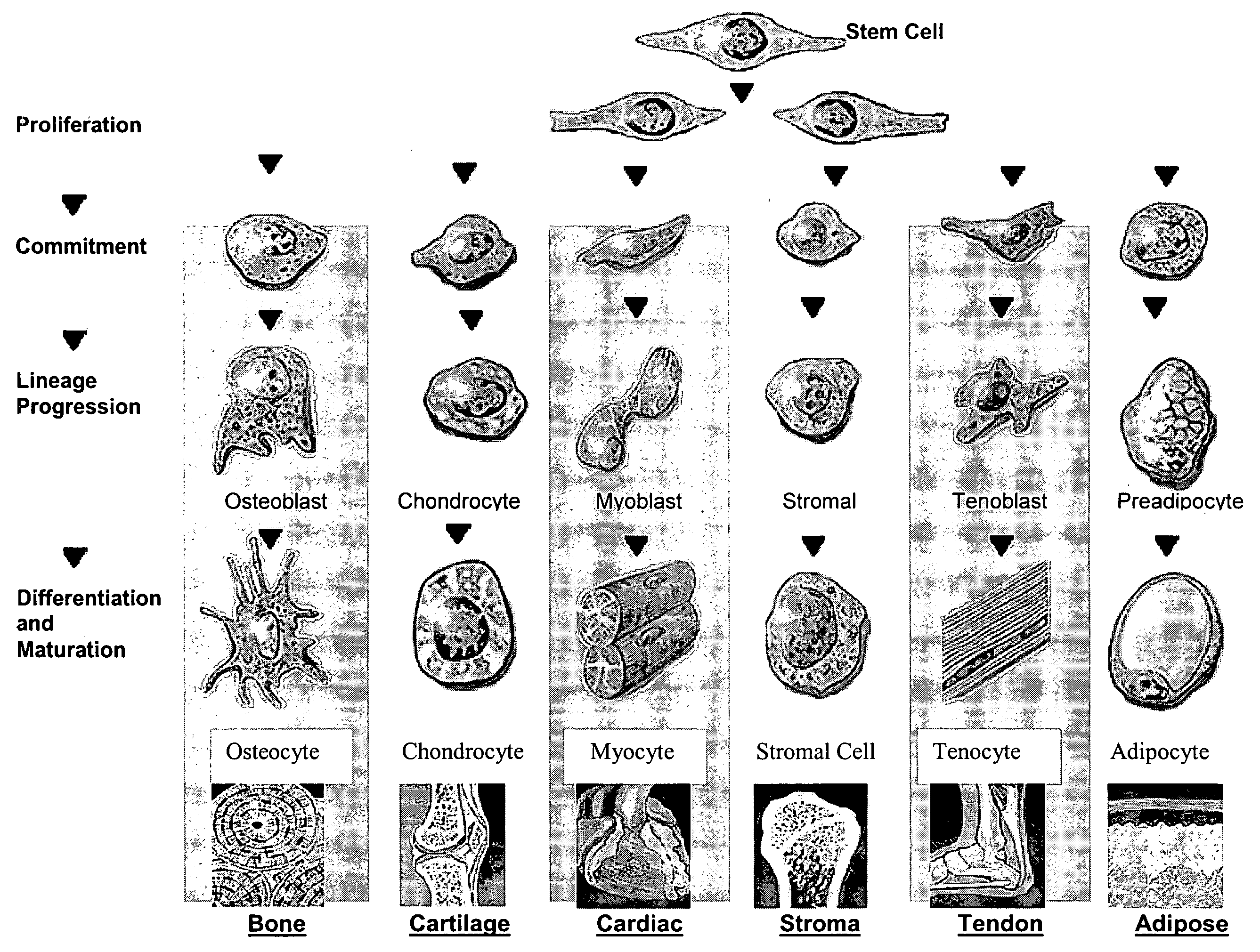 Stem cells for clinical and commercial uses