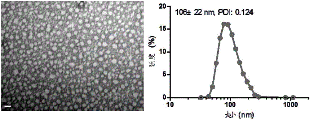 Anti-tumor medicine conjugate, preparation method, preparation and application