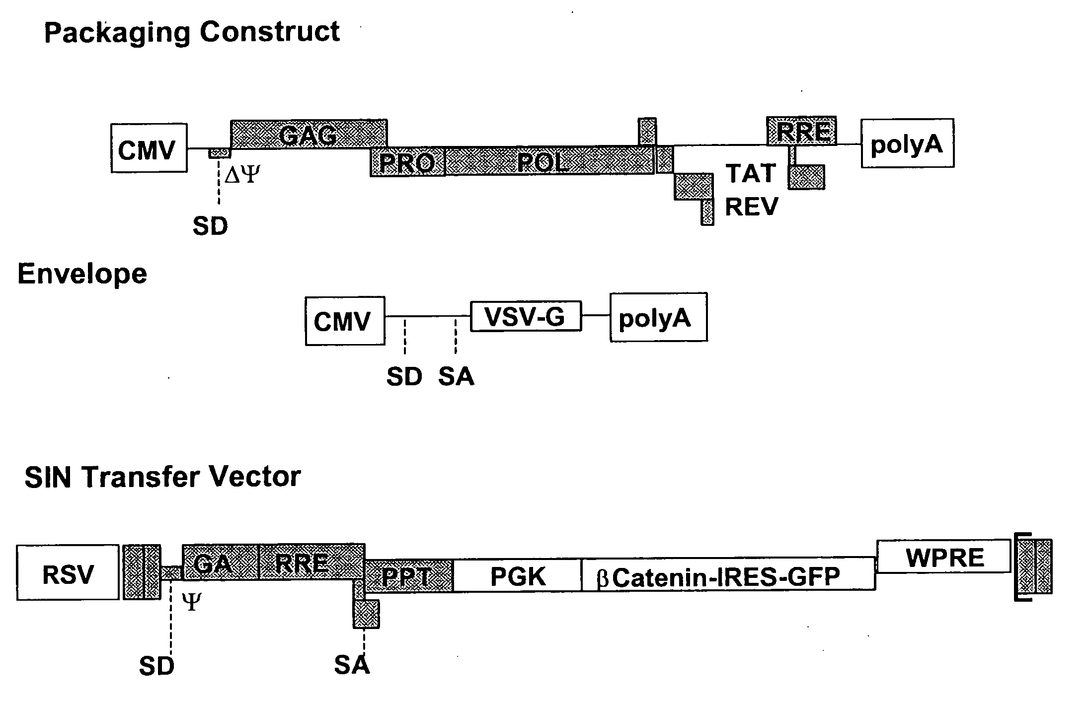 Methods of identifying and isolating stem cells and cancer stem cells