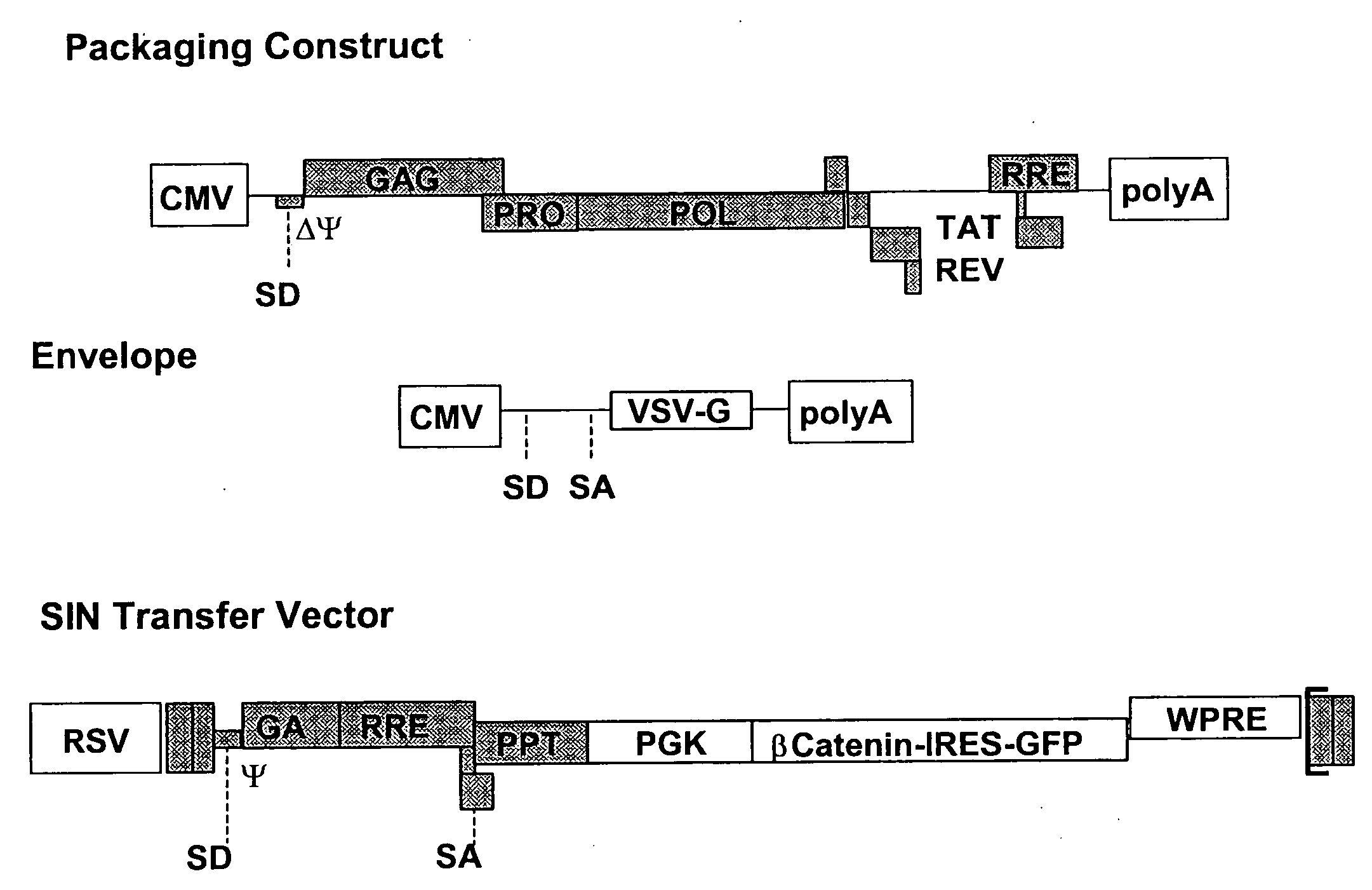 Methods of identifying and isolating stem cells and cancer stem cells