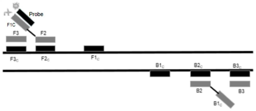 LAMP (loop-mediated isothermal amplification) double-strand detection probe and freeze-dried microsphere for burkholderia gladioli as well as preparation method and detection method of freeze-dried microsphere