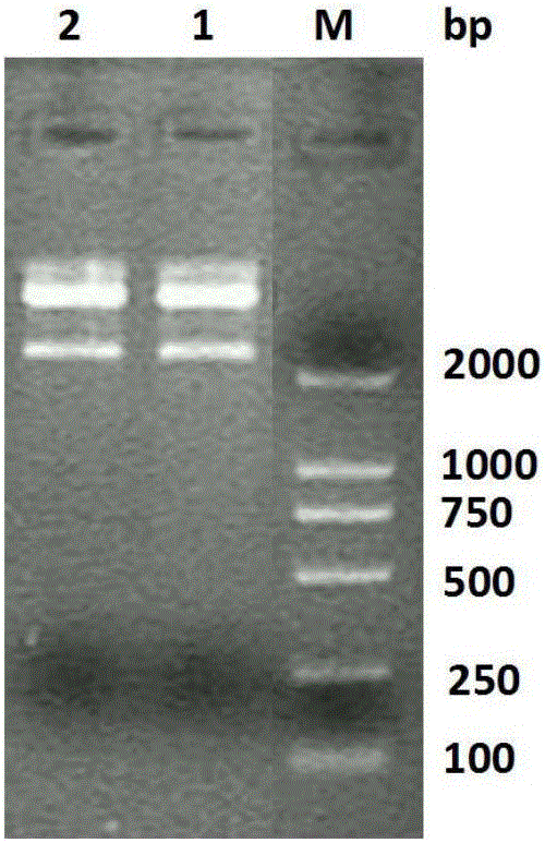 Dust mite allergen and application thereof