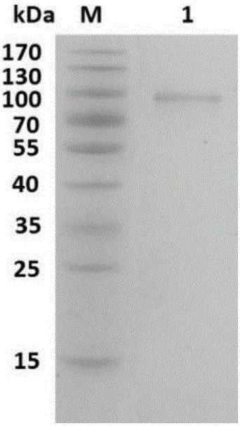 Dust mite allergen and application thereof