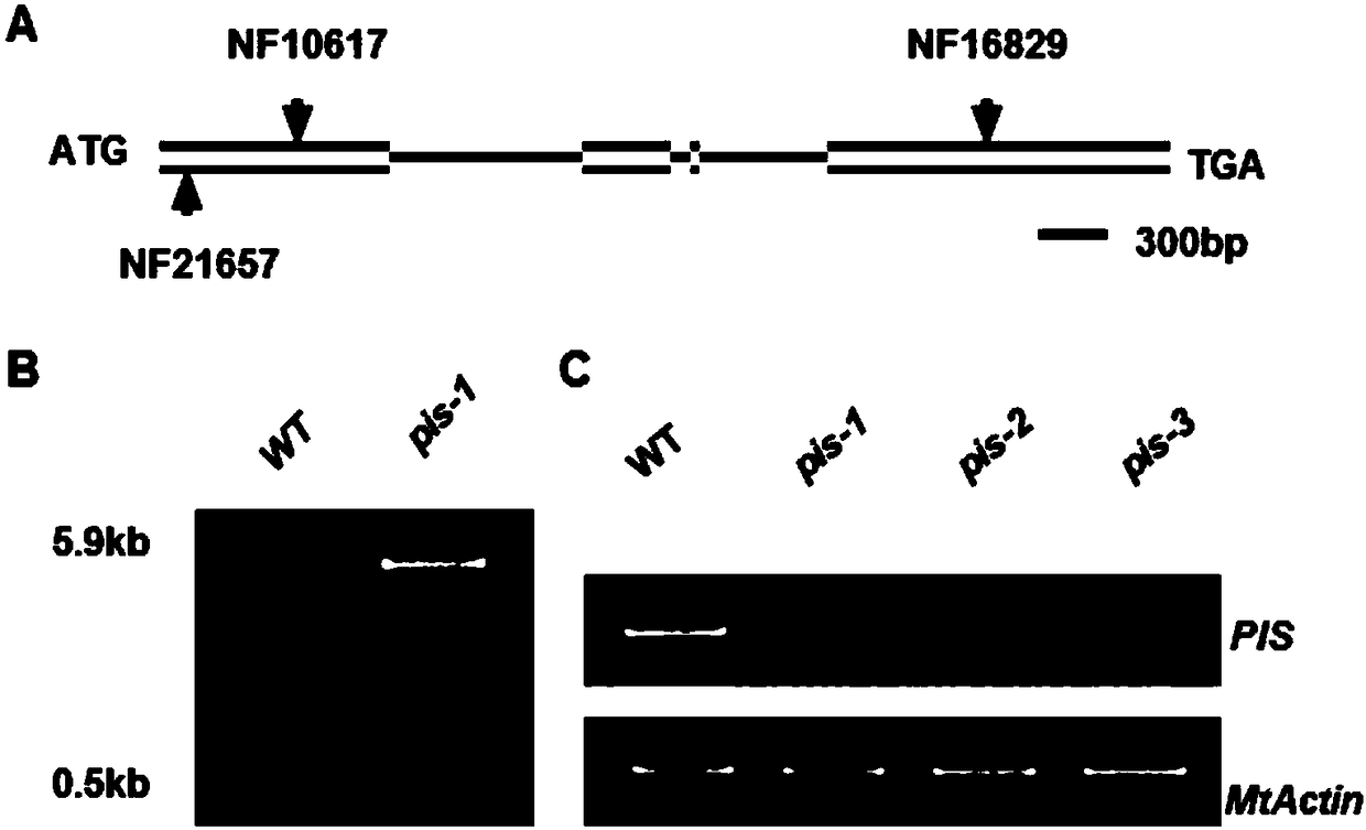 Medicago truncatula multi-petal control protein and encoded genes and application thereof